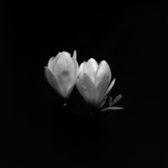 Magnolia2_7_10_6_2001_RVB_Adobe_50x50_300dpi