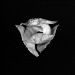 coquelicot_50x50_300_Adobe_ScanetPrint