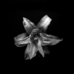 hemerocallis_scan_net_50x50_300dpiAdobeRgb