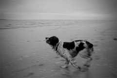 chien_plage_du_Crotoy
