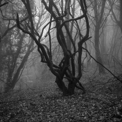 11_11_2019_vue3_48x48_72dpi