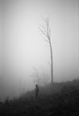P_arbre_brume