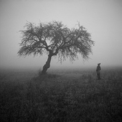 pommier_brume_P