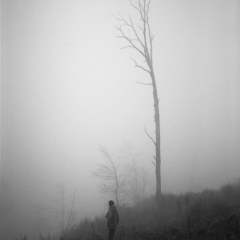 P_arbre_brume